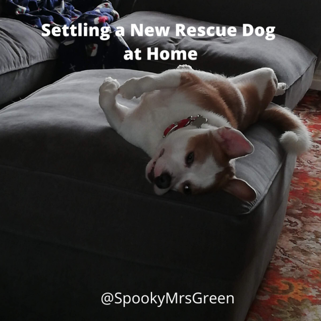 Settling a New Rescue Dog at Home