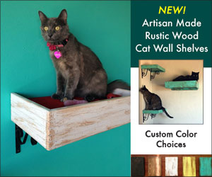 Cat sitting on a shelf from Catsplay Superstore  cat furniture and accessories. Artisan made rustic wood cat wall shelves. Affiliated with SpookyMrsGreen.com pagan lifestyle blog.